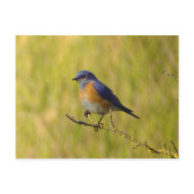 Western Bluebird Postcard