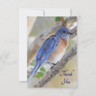 Western Bluebird Thank You Card