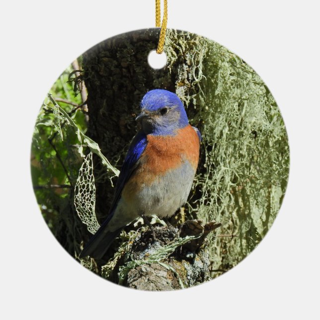 Western bluebird, wildlife, ornament (Front)