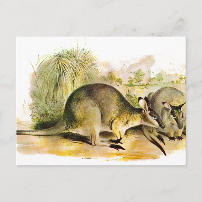 Western Brush wallaby Postcard (Front)