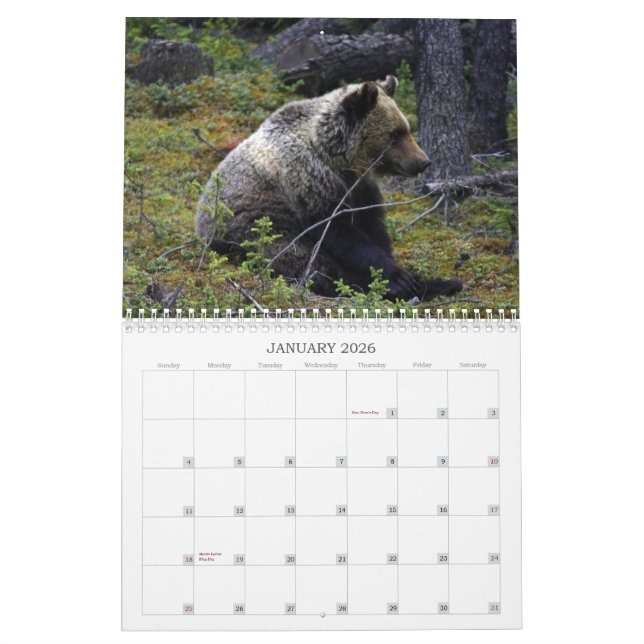Western Canadian Grizzly Bears Calendar (Jan 2026)