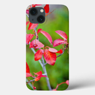 Western Choke Cherry (Prunus Virginiana) In Fall iPhone 13 Case
