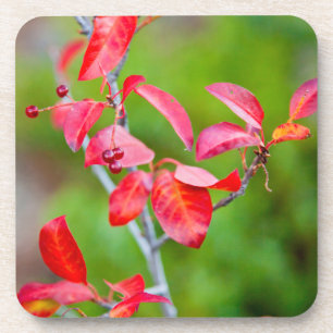Western Choke Cherry (Prunus Virginiana) In Fall Coaster
