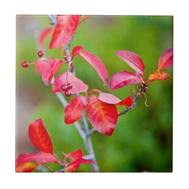Western Choke Cherry (Prunus Virginiana) In Fall Tile (Front)