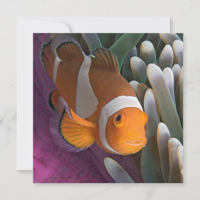 Western Clown Anemone Fish Card (Front)