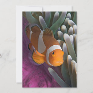 Western Clown Anemone Fish Card