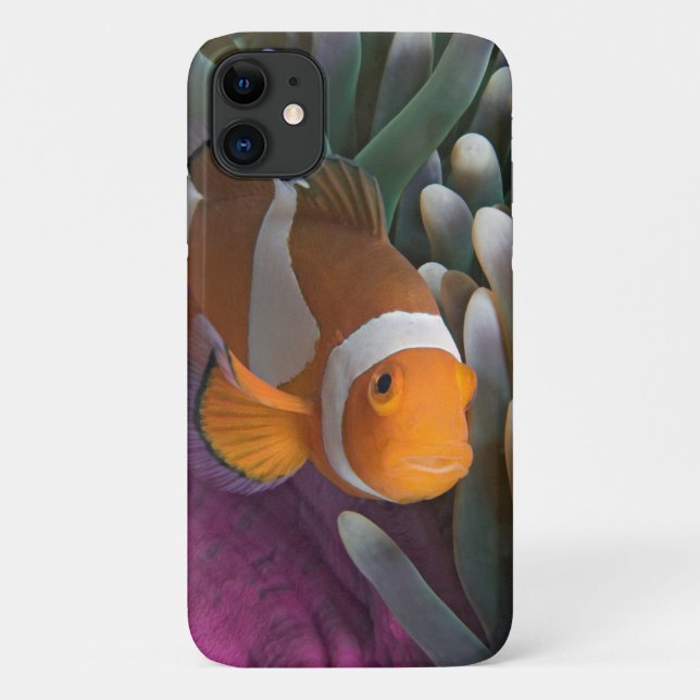 Western Clown Anemone Fish Case-Mate iPhone Case (Back)