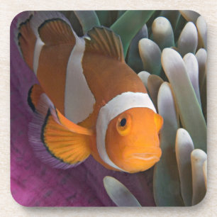 Western Clown Anemone Fish Coaster