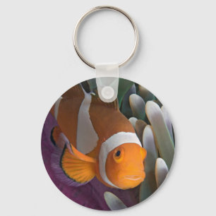 Western Clown Anemone Fish Key Ring