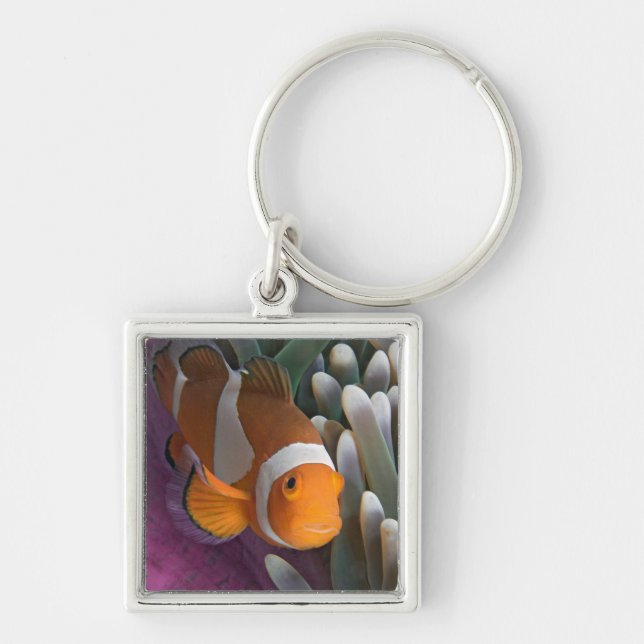Western Clown Anemone Fish Key Ring (Front)