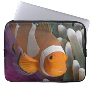 Western Clown Anemone Fish Laptop Sleeve