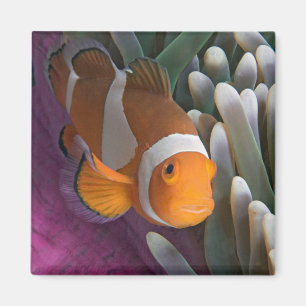 Western Clown Anemone Fish Magnet