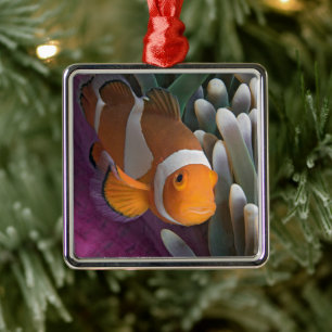 Western Clown Anemone Fish Metal Ornament