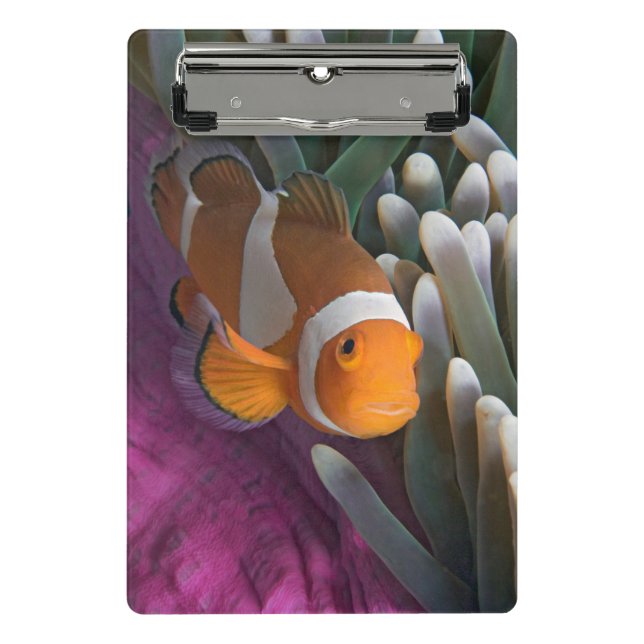 Western Clown Anemone Fish Mini Clipboard (Front)