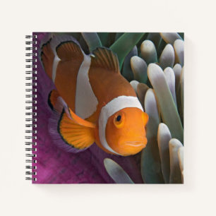Western Clown Anemone Fish Notebook