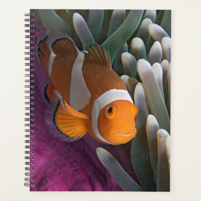 Western Clown Anemone Fish Planner (Front)