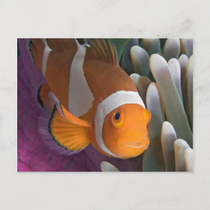 Western Clown Anemone Fish Postcard