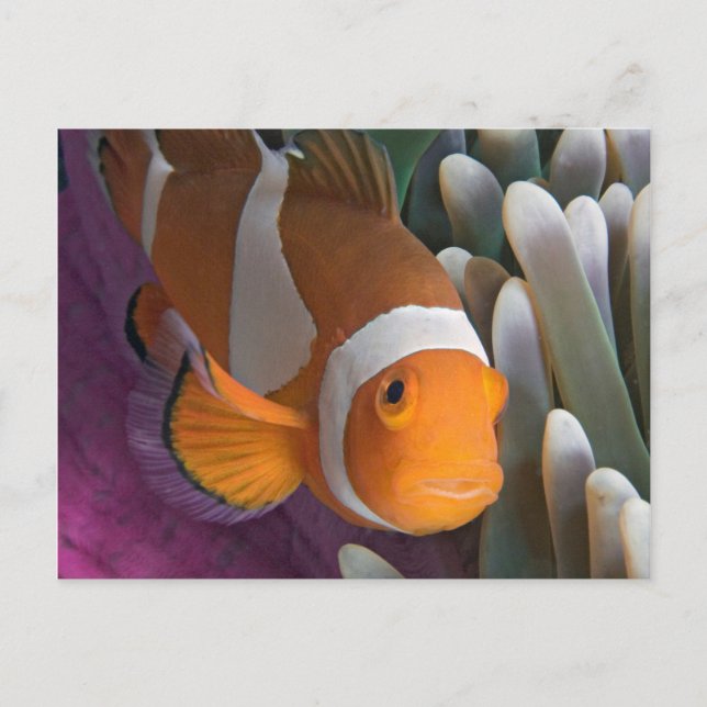 Western Clown Anemone Fish Postcard (Front)