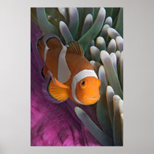 Western Clown Anemone Fish Poster