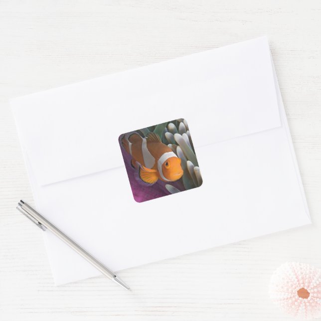 Western Clown Anemone Fish Square Sticker (Envelope)