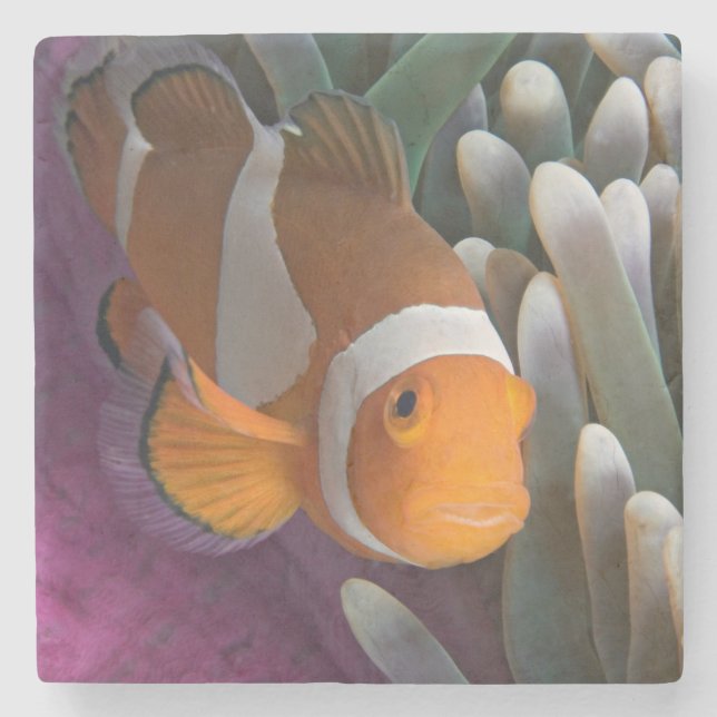 Western Clown Anemone Fish Stone Coaster (Front)