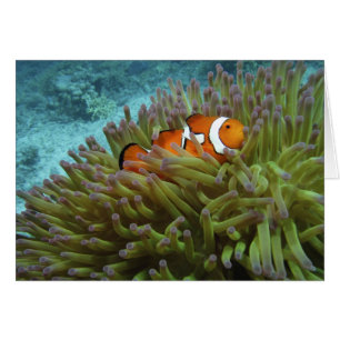 Western Clownfish ( Amphiprion ocellaris )