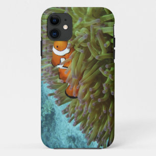 Western Clownfish ( Amphiprion ocellaris ) iPhone 11 Case
