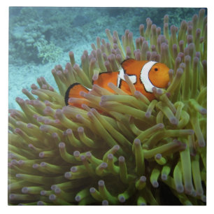 Western Clownfish ( Amphiprion ocellaris ) Ceramic Tile