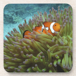 Western Clownfish ( Amphiprion ocellaris ) Coaster