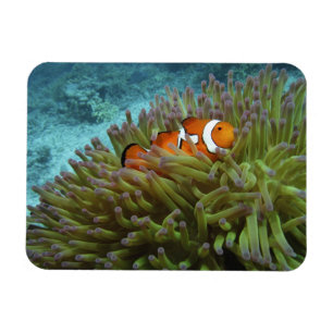 Western Clownfish ( Amphiprion ocellaris ) Magnet