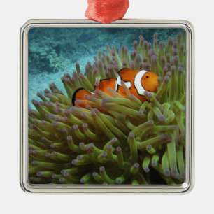 Western Clownfish ( Amphiprion ocellaris ) Metal Ornament