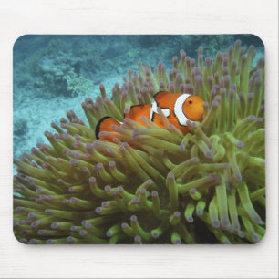 Western Clownfish ( Amphiprion ocellaris ) Mouse Pad