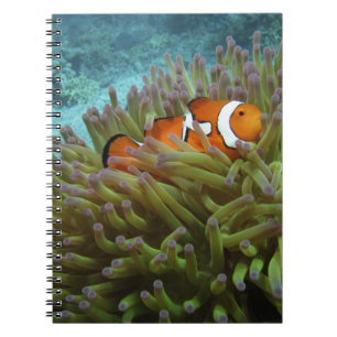 Western Clownfish ( Amphiprion ocellaris ) Notebook