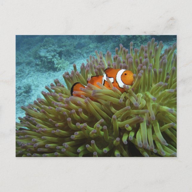 Western Clownfish ( Amphiprion ocellaris ) Postcard (Front)