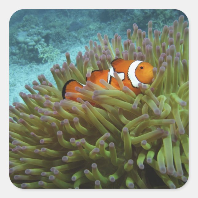 Western Clownfish ( Amphiprion ocellaris ) Square Sticker (Front)