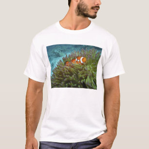 Western Clownfish ( Amphiprion ocellaris ) T-Shirt