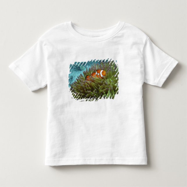 Western Clownfish ( Amphiprion ocellaris ) Toddler T-Shirt (Front)