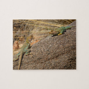 Western Collared Lizards in Colorado Jigsaw Puzzle