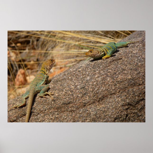 Western Collared Lizards in Colorado Poster (Front)