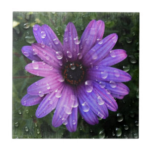 Western Country garden morning Dew purple daisy Ceramic Tile