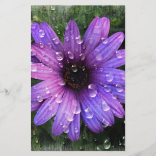 Western Country garden morning Dew purple daisy Stationery