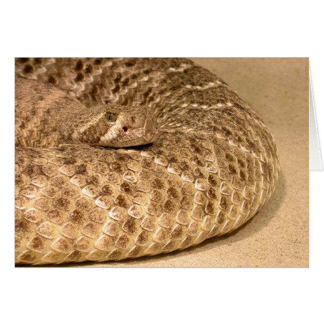 western diamondback rattlesnake (Front Horizontal)