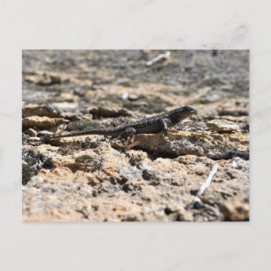 Western Fence Lizard Postcard