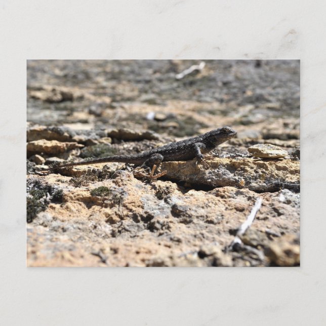 Western Fence Lizard Postcard (Front)