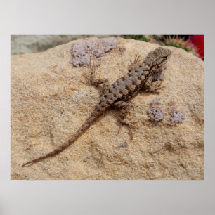 Western Fence Lizard Poster