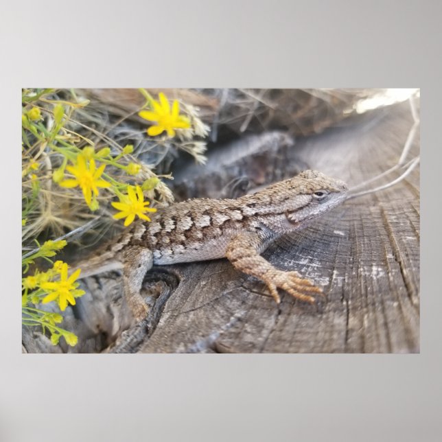 Western Fence Lizard Poster (Front)