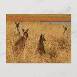Western Grey Kangaroos Postcard