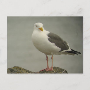 Western Gull Postcard