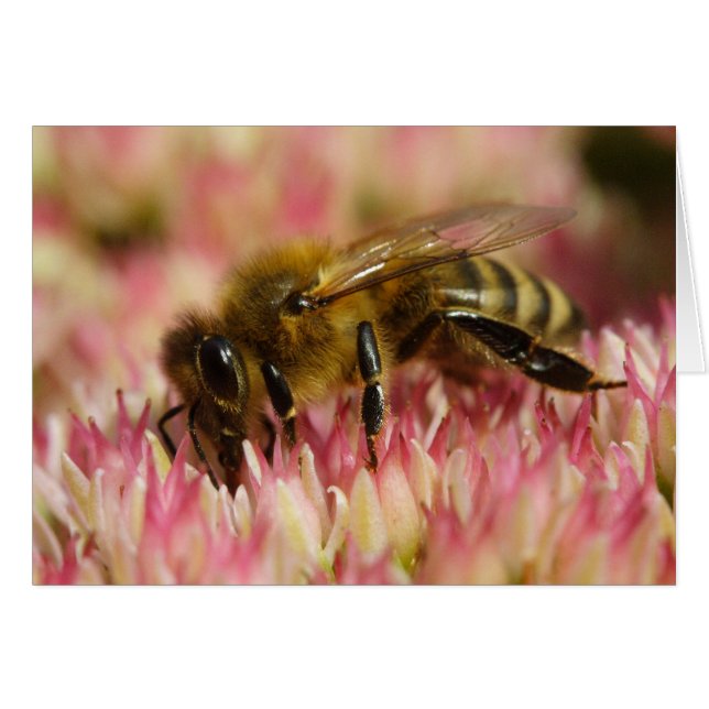 Western Honey Bee (Front Horizontal)