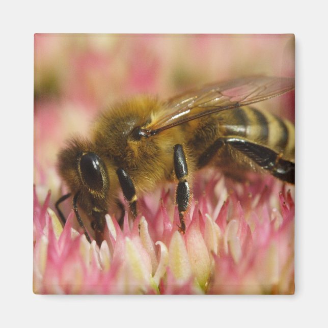 Western Honey Bee Macro Magnet (Front)